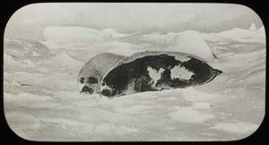 Image of Seal, Saddle-Back, Phoca groenlandica, drawing